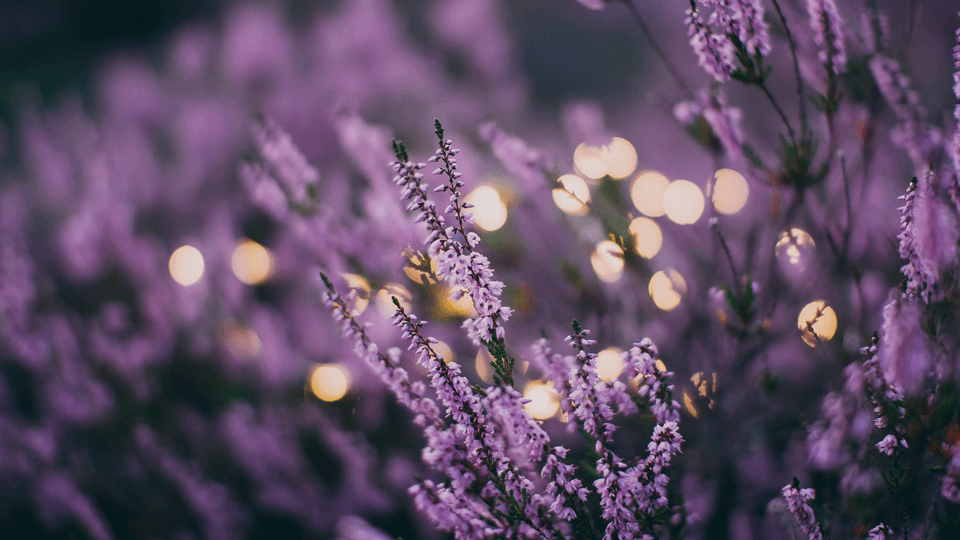lavender